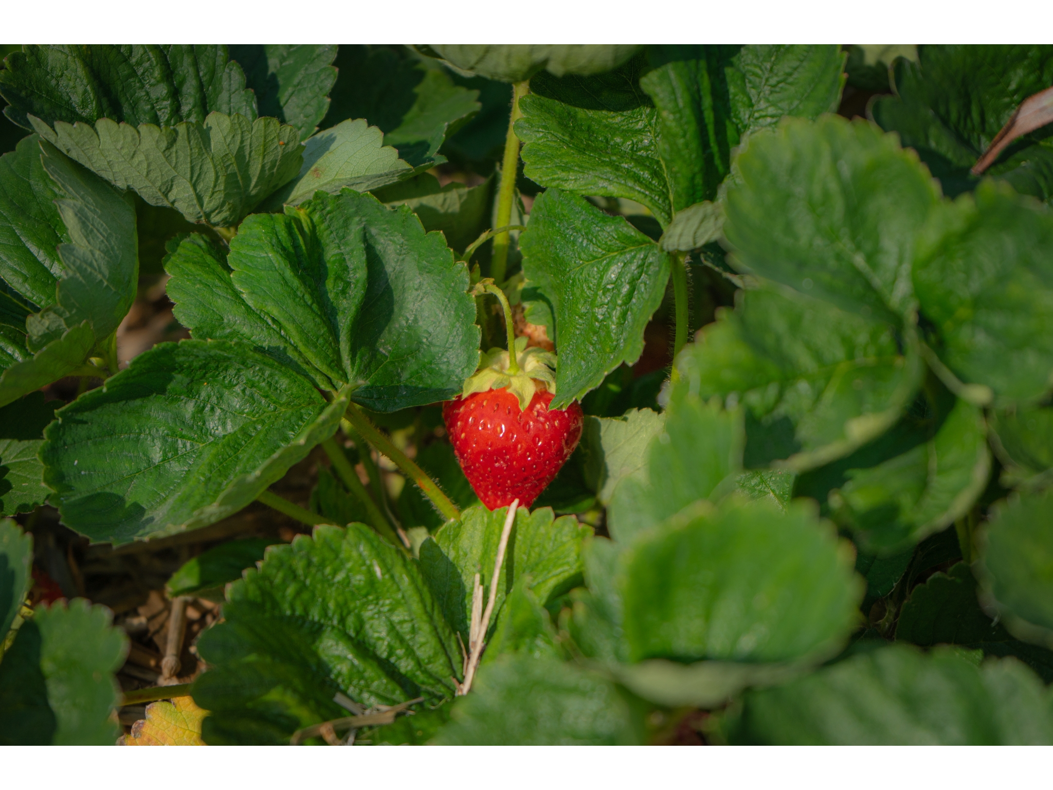 photo of a freshly picked strawberry